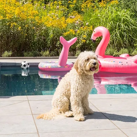 West Nieuwlandseweg 25a - - Poolvilla Zilt & Zoet